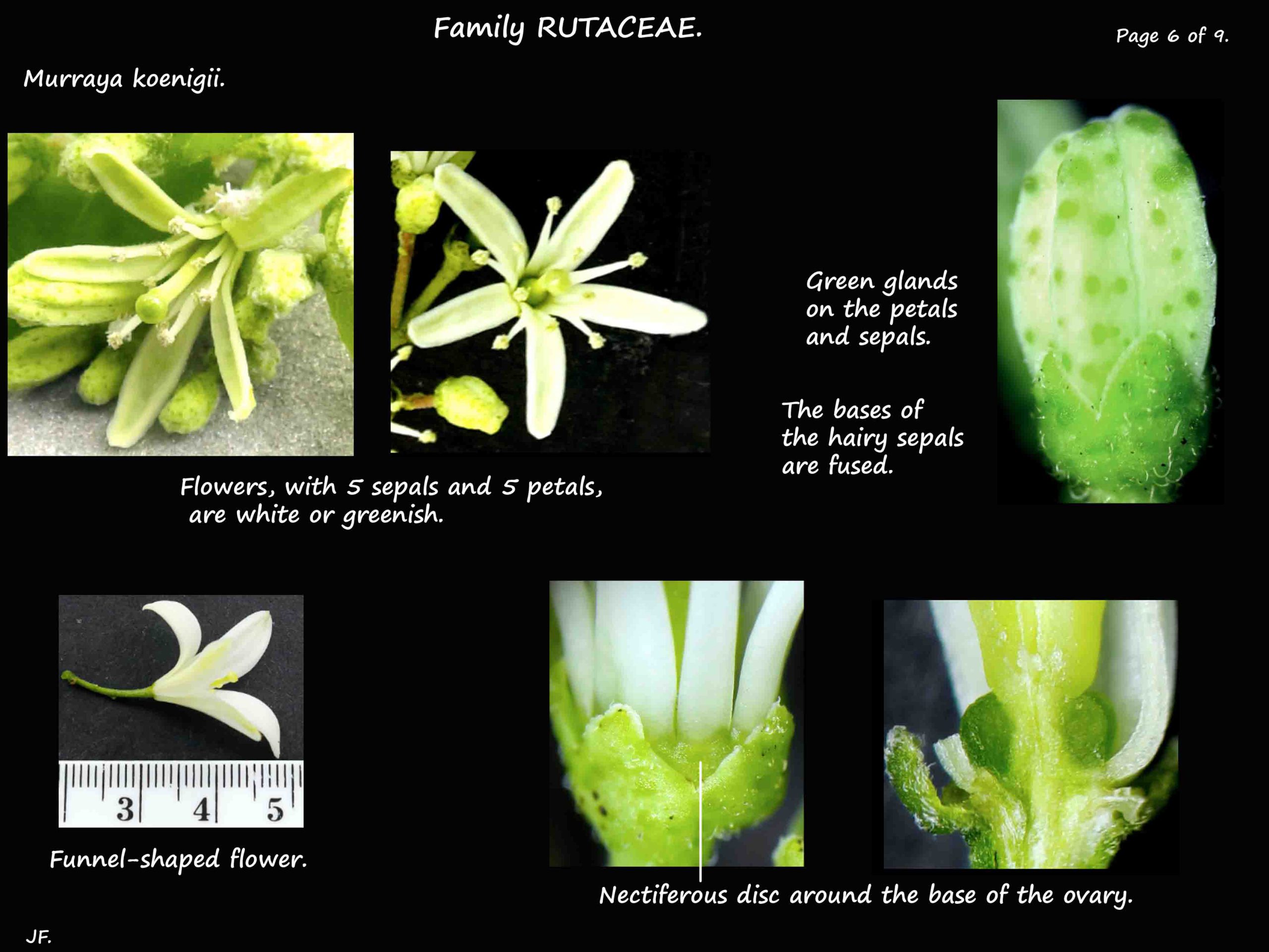 6 Flowers of Murraya koenigii